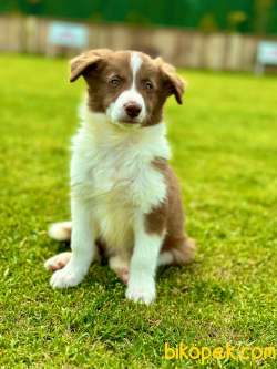 Kahverengi Renk Border Collie 3