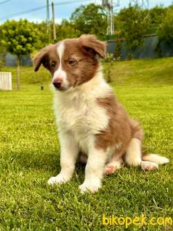 Kahverengi Renk Border Collie 1