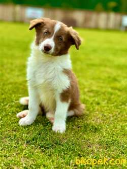 Kahverengi Renk Border Collie 2