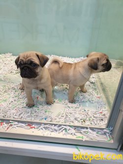 Kali̇teli̇ Pug Bebekleri̇mi̇z 2