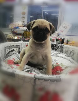 Kali̇teli̇ Pug Bebekleri̇mi̇z 1
