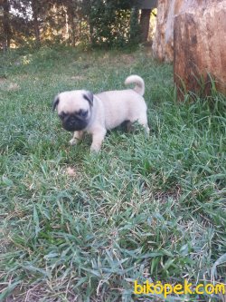 Kali̇teli̇ Pug Bebekleri̇mi̇z 3