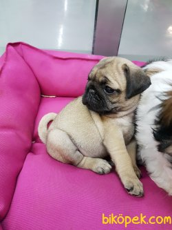Kali̇teli̇ Pug (mops) Yavrularımız 3