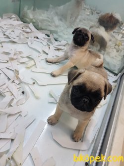 Kali̇teli̇ Pug (mops) Yavrularımız 2