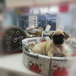 Kali̇teli̇ Pug (mops) Yavrularımız 1