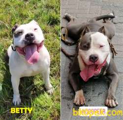 Kalite Arayan Buraya, FCE Secereli Amstaff Yavrular 4