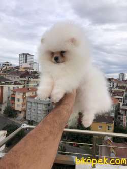 KALİTE ORTADA MUHTEŞEM KARBEYAZ ERKEK 2