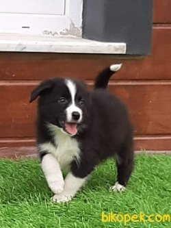 KALİTE VE GÜVENIN ADRESİNDEN -BORDER COLLIE YAVRULARIMIZ 2