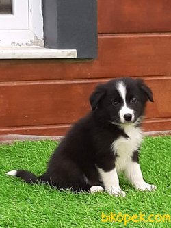 KALİTE VE GÜVENIN ADRESİNDEN -BORDER COLLIE YAVRULARIMIZ 1