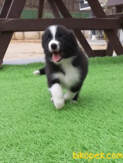 KALİTE VE GÜVENIN ADRESİNDEN -BORDER COLLIE YAVRULARIMIZ 3