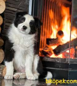 Ruhsatlı Köpek Çiftliğinden Border Collie Yavrularımiz 5