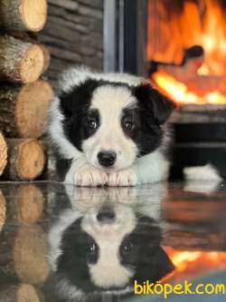 Kalite Ve Güvenin Adresinden  Border Collie Yavrularımiz 1