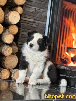 Ruhsatlı Köpek Çiftliğinden Border Collie Yavrularımiz 4