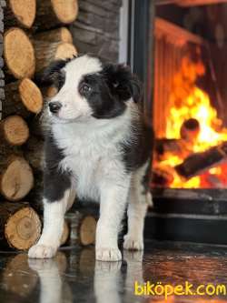 Ruhsatlı Köpek Çiftliğinden Border Collie Yavrularımiz 2