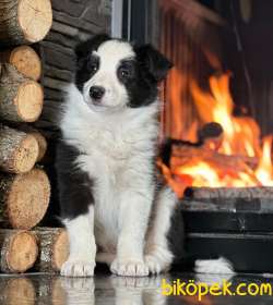 Ruhsatlı Köpek Çiftliğinden Border Collie Yavrularımiz 3