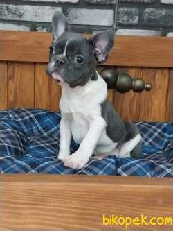 Kalite Ve Guvenin Adresinden French Bulldog Yavruları 4