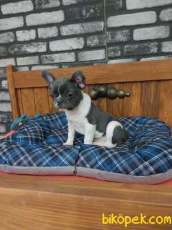 Kalite Ve Guvenin Adresinden French Bulldog Yavruları 2