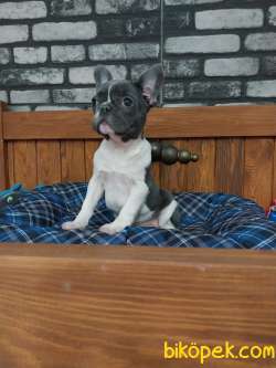 Kalite Ve Guvenin Adresinden French Bulldog Yavruları 3