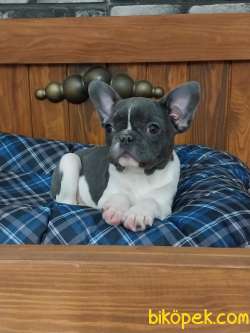 Kalite Ve Guvenin Adresinden French Bulldog Yavruları 1