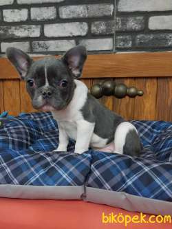 Kalite Ve Guvenin Adresinden French Bulldog Yavruları 5