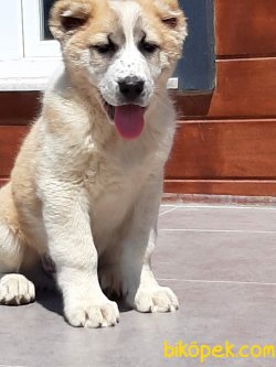 Kalite Ve Güvenin Tek Adresinden ALABAİ Yavrulari 4