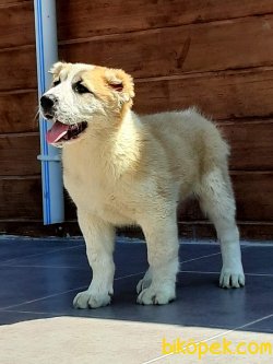 Kalite Ve Güvenin Tek Adresinden ALABAİ Yavrulari 1
