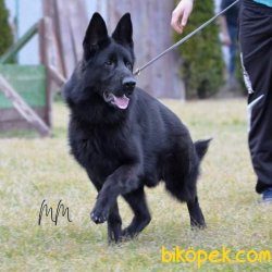 Kalite Ve Güvenin Tek Adresinden ALMAN ÇOBAN  Yavrulari 1
