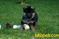 Kalite Ve Güvenin Tek Adresinden ALMAN ÇOBAN  Yavrulari 3