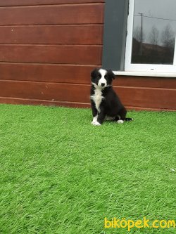 Kalite Ve Güvenin Tek Adresinden BORDER COLLIE  Yavrulari 5