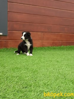 Kalite Ve Güvenin Tek Adresinden BORDER COLLIE  Yavrulari 3