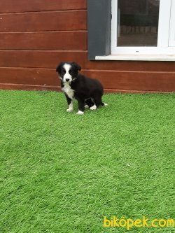 Kalite Ve Güvenin Tek Adresinden BORDER COLLIE  Yavrulari 4