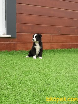 Kalite Ve Güvenin Tek Adresinden BORDER COLLIE  Yavrulari 2