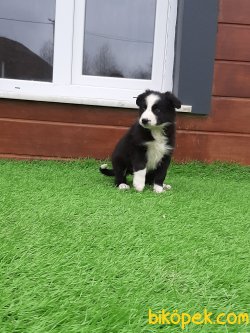 Kalite Ve Güvenin Tek Adresinden BORDER COLLIE  Yavrulari 1