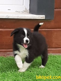 Kalite Ve Güvenin Tek Adresinden BORDER COLLIE  Yavrulari 1
