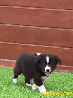 Kalite Ve Güvenin Tek Adresinden BORDER COLLIE  Yavrulari 2