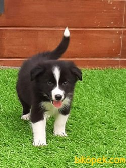 Kalite Ve Güvenin Tek Adresinden Border Collie Yavrulari 3