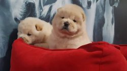 Kalite Ve Güvenin Tek Adresinden CHOW CHOW  Yavrulari 2