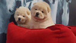 Kalite Ve Güvenin Tek Adresinden CHOW CHOW  Yavrulari 4