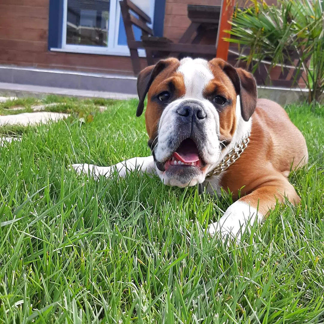 Kalite Ve Güvenin Tek Adresinden English Bulldog Yavrulari 1