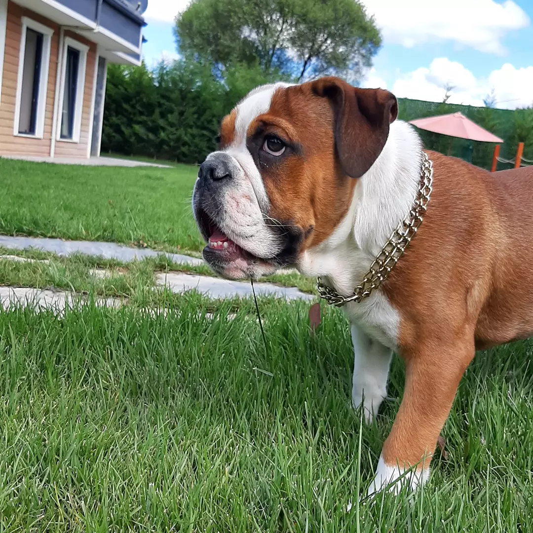 Kalite Ve Güvenin Tek Adresinden English Bulldog Yavrulari 3