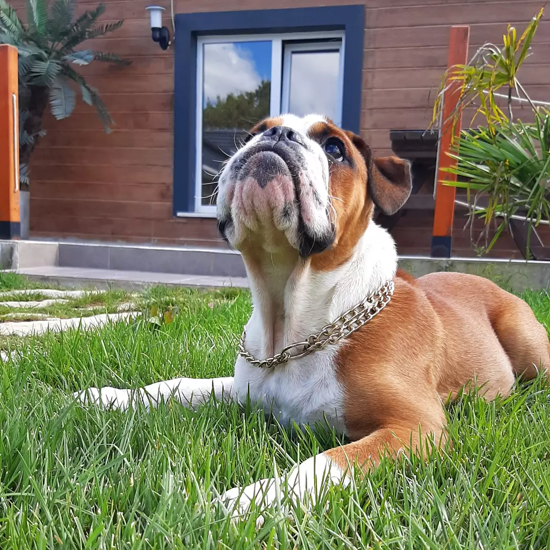 Kalite Ve Güvenin Tek Adresinden English Bulldog Yavrulari 4