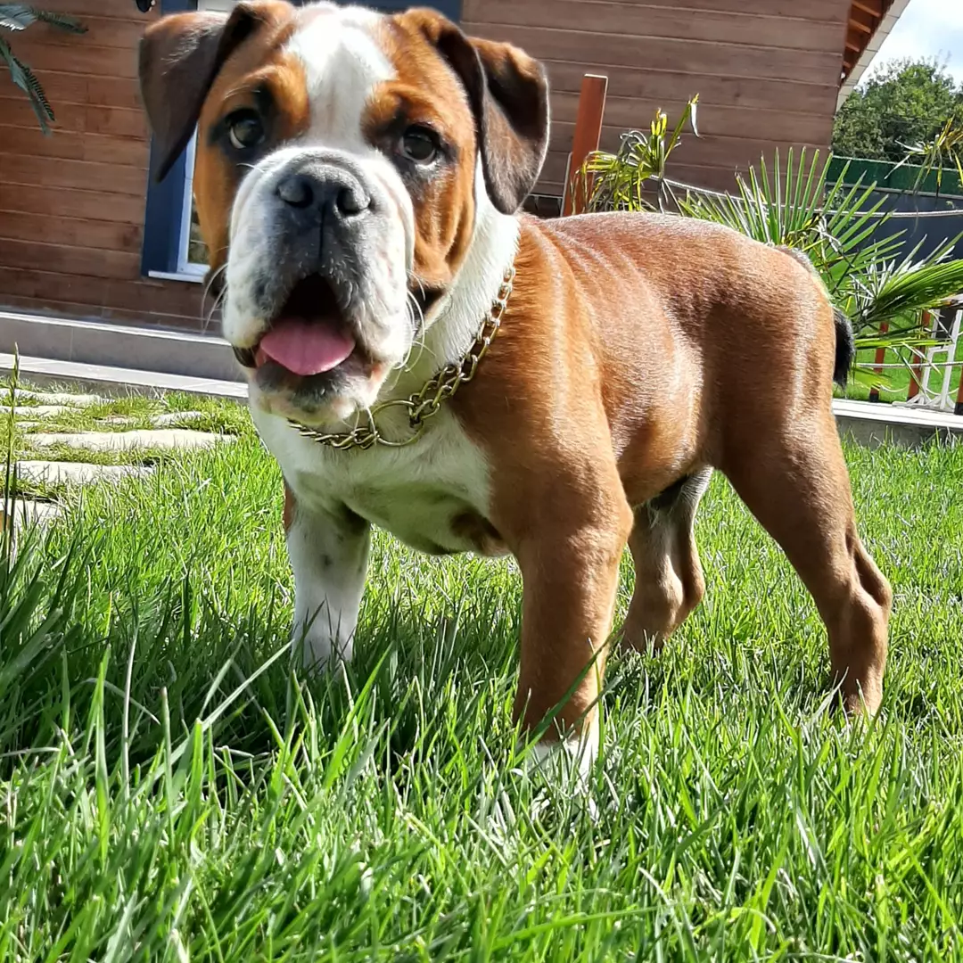Kalite Ve Güvenin Tek Adresinden English Bulldog Yavrulari 2
