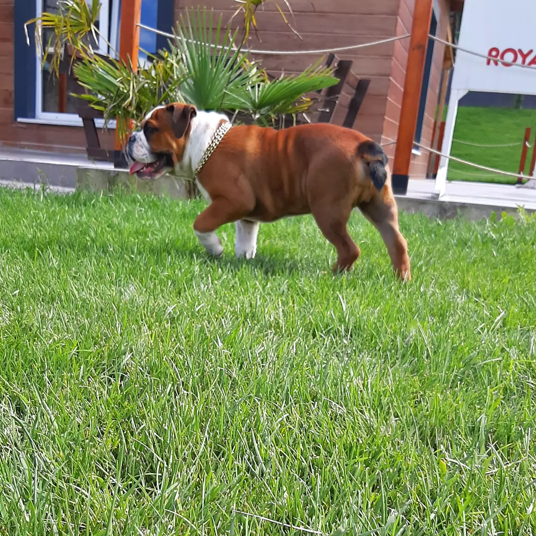Kalite Ve Güvenin Tek Adresinden English Bulldog Yavrulari 5