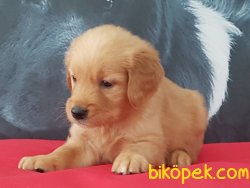 Kalite Ve Güvenin Tek Adresinden GOLDEN RETRİEVER Yavrulari 5
