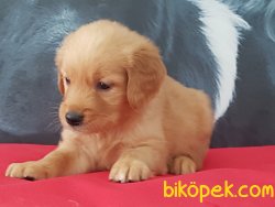 Kalite Ve Güvenin Tek Adresinden GOLDEN RETRİEVER Yavrulari 4