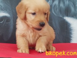 Kalite Ve Güvenin Tek Adresinden GOLDEN RETRİEVER Yavrulari 3