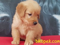 Kalite Ve Güvenin Tek Adresinden GOLDEN RETRİEVER Yavrulari 2