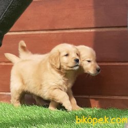Kalite Ve Güvenin Tek Adresinden GOLDEN RETRİEVER Yavrulari 5