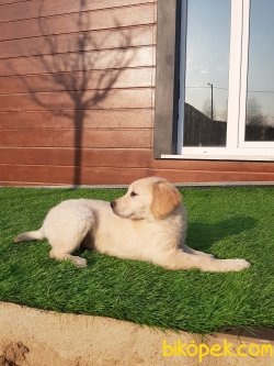 Kalite Ve Güvenin Tek Adresinden GOLDEN RETRİEVER Yavrulari 3
