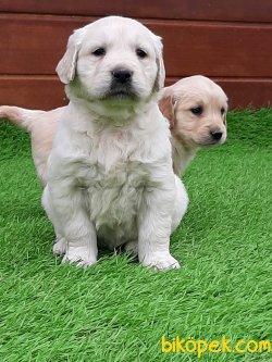 Kalite Ve Güvenin Tek Adresinden GOLDEN RETRİEVER Yavrulari 4